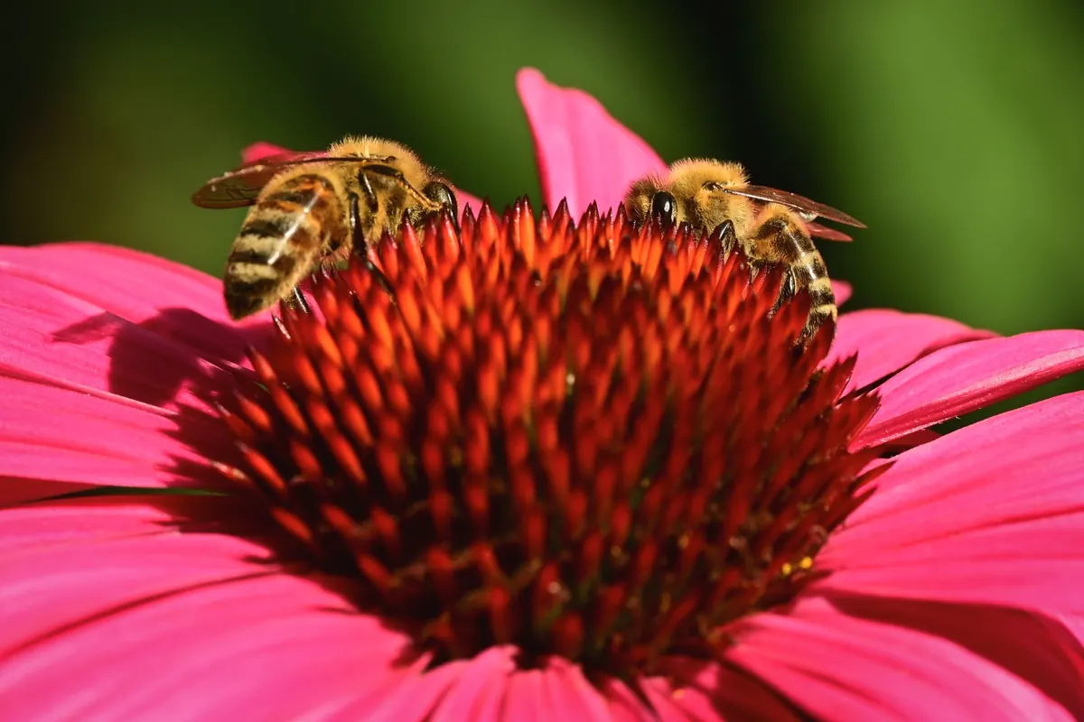 Native Plants vs. Non-Native Plants: What Matters for a Simple Wildlife Garden