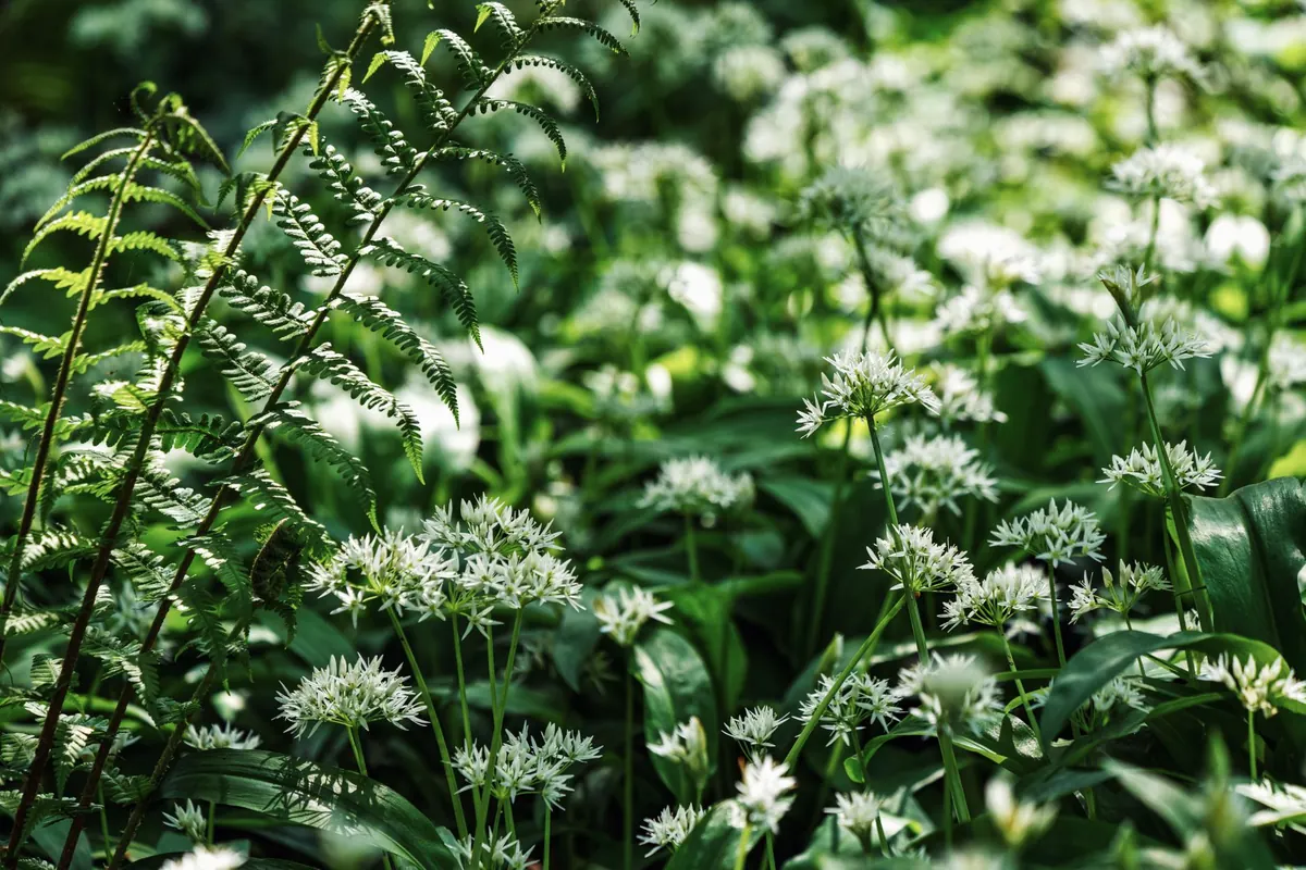 Wild Garlic Foraging: A Seasonal Guide for Beginners